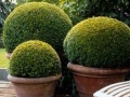 Box Ball topiary