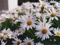 Daisy bush