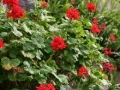 Geranium