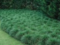 Ground cover