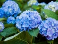 Hydrangea