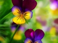 Pansy