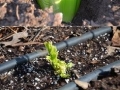 Planting a celery is a great idea for your vegtable garden