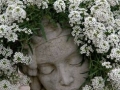 Sweet Alyssum