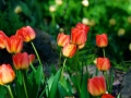 Tulip