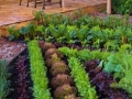 Veg and herb garden