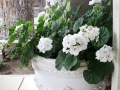White Geraniums