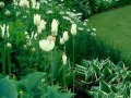 White and green garden design