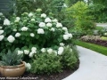 White hydrangea