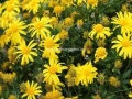 Yellow daisy bush