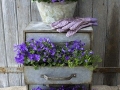 Vintage metal chest of drawers planted with Campanula Ocean and metal container planted with Campanula 'Monique'